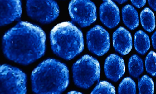 Nanopartículas de silicio en el sistema inmune como alternativa curativa