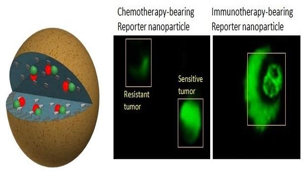 La nanotecnología permitirá identificar si un tumor es sensible o resistente a un fármaco