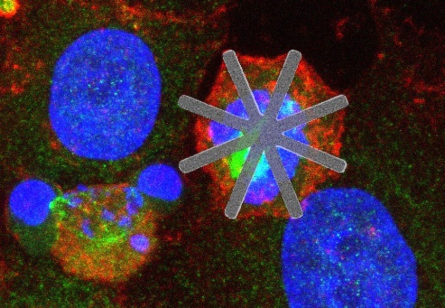 Una investigación del CSIC introduce chips dentro de células vivas como fármacos “mecánicos”
